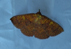 Singara diversalis