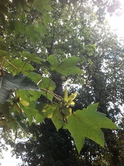 Acer pseudoplatanus
