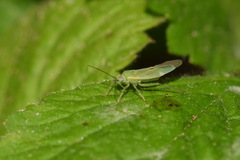 Blepharidopterus diaphanus
