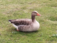 Anser anser
