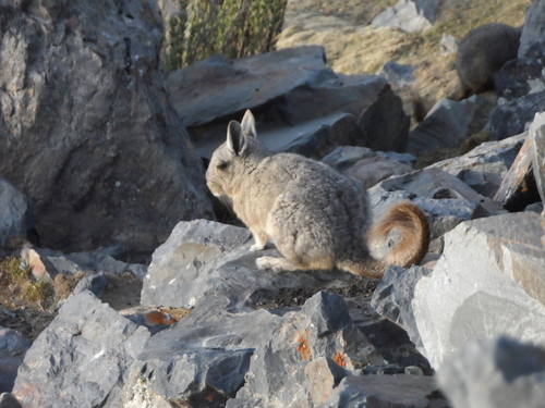 Common Moutain Viscacha