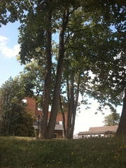 Acer pseudoplatanus