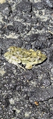 Fejervarya cancrivora