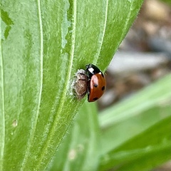 Dinocampus coccinellae paralysis virus
