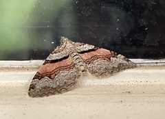 Xanthorhoe labradorensis