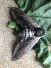 Sphinx ligustri