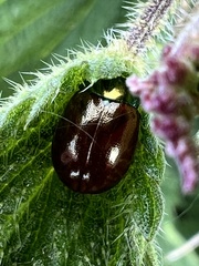 Chrysolina oricalcia