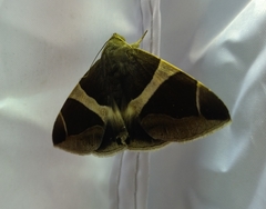 Bastilla arcuata