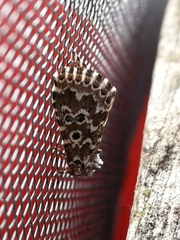Alvaradoia disjecta