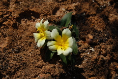 Moraea luteoalba