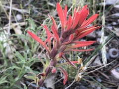 Castilleja montigena