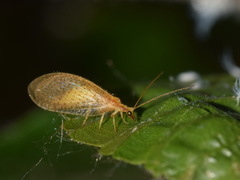 Hemerobius micans