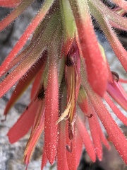 Castilleja montigena