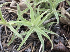 Castilleja montigena