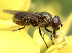 Melanogaster hirtella