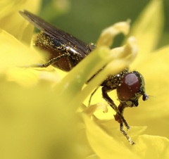 Melanogaster hirtella