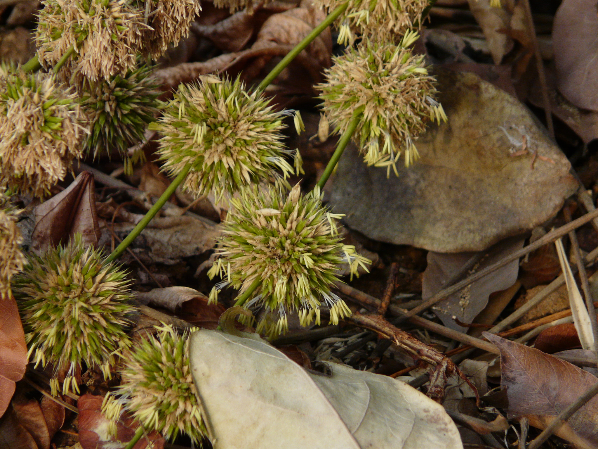 Dendrocalamus strictus