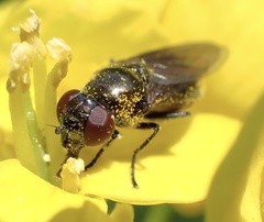 Melanogaster hirtella