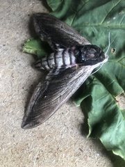 Sphinx ligustri