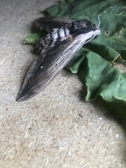 Sphinx ligustri