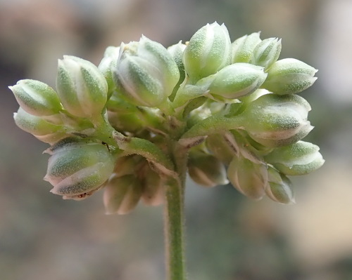 Limeum telephioides (Limeum telephioides)