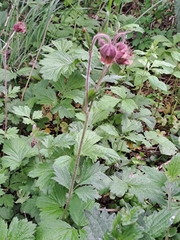Geum rivale