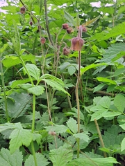 Geum rivale