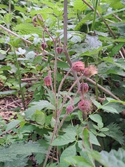 Geum rivale