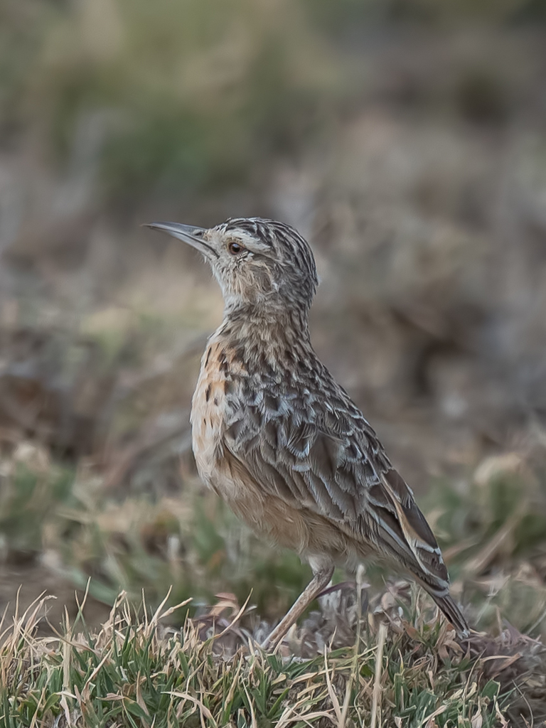 Beesley's Lark