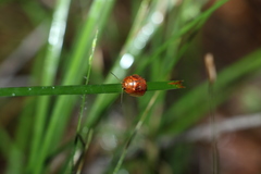 Paropsisterna basalis