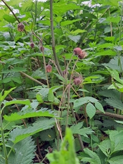 Geum rivale