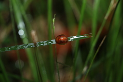 Paropsisterna basalis