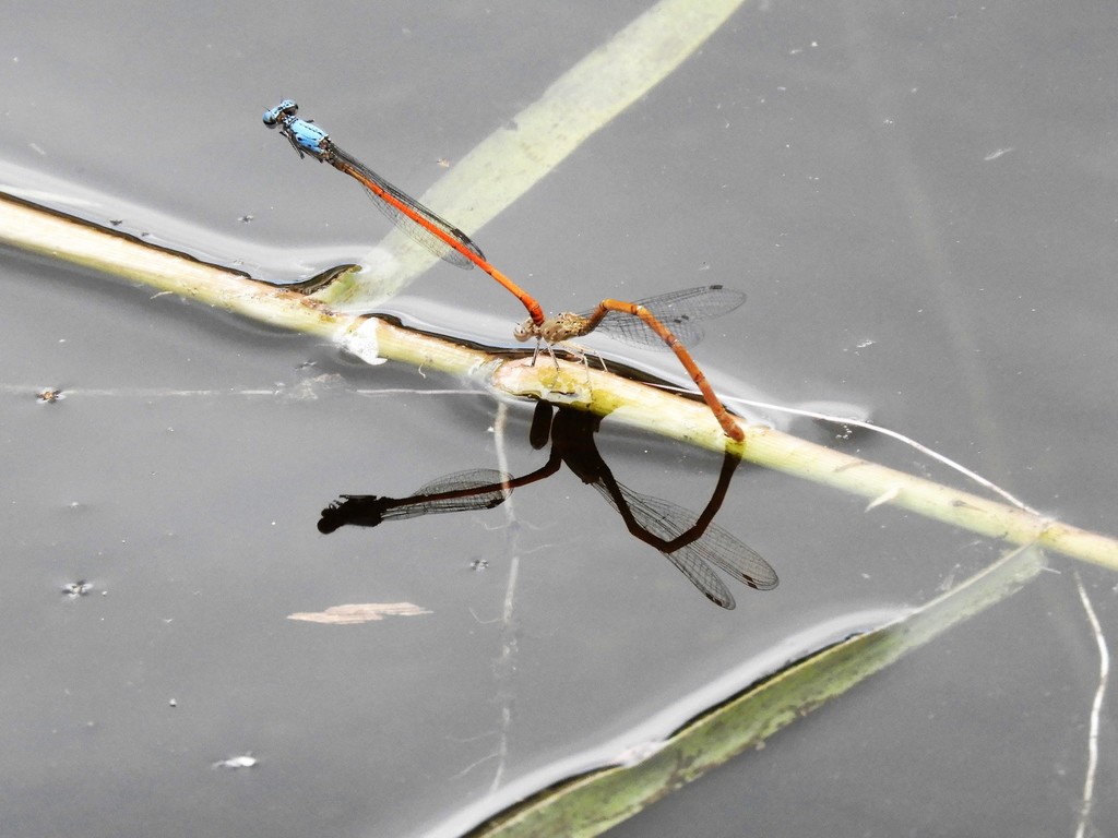 Neoneura sylvatica