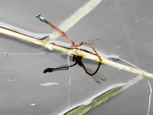 Neoneura sylvatica