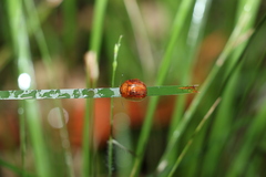 Paropsisterna basalis