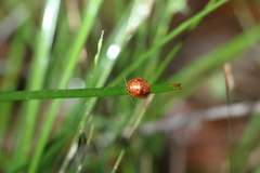 Paropsisterna basalis