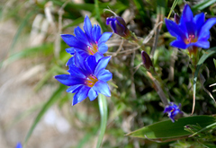 Gentiana arisanensis