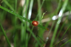 Paropsisterna basalis