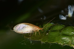Hemerobius micans