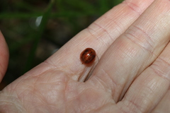 Paropsisterna basalis