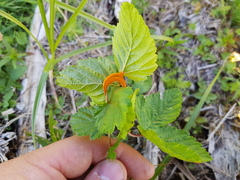 Triphragmium ulmariae