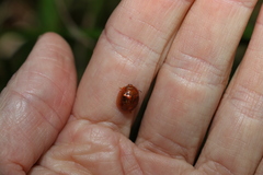 Paropsisterna basalis