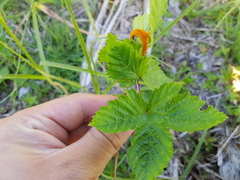Triphragmium ulmariae