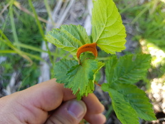 Triphragmium ulmariae