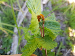 Triphragmium ulmariae