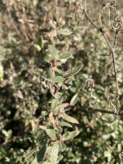 Atriplex paludosa