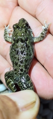 Fejervarya cancrivora
