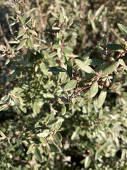 Atriplex paludosa