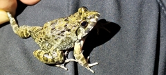 Fejervarya cancrivora