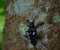 Anoplophora macularia